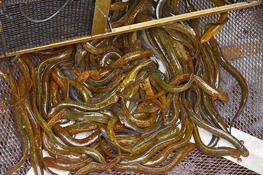 A writhing mass of sea lamprey at the bottom of a trap.